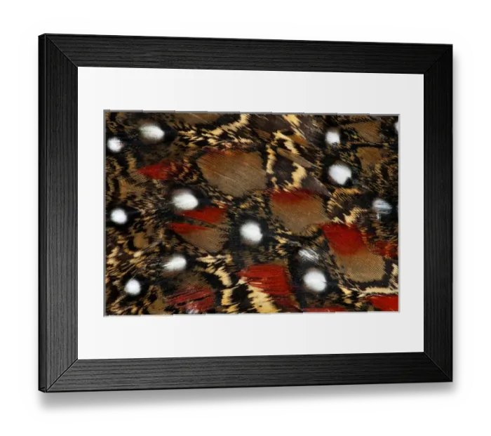Framed Print : Tragopan feathers and spots of white