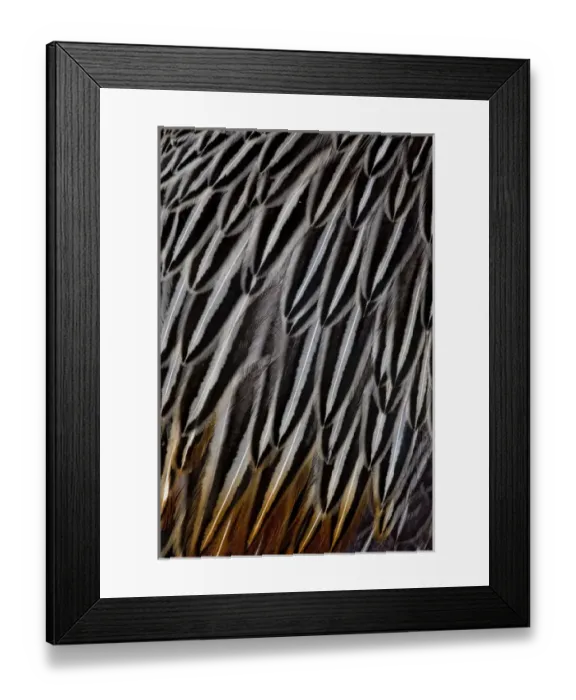 Framed Print : Jungle Cock feathers