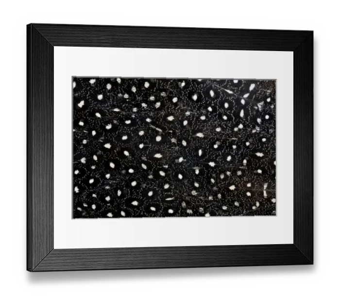 Framed Print : Vulterine Guinea Fowl back feathers Framed Print : Vulterine Guinea Fowl back feathers