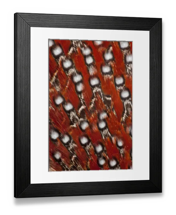 Framed Print : Tragopan feathers and spots of white Framed Print : Tragopan feathers and spots of white
