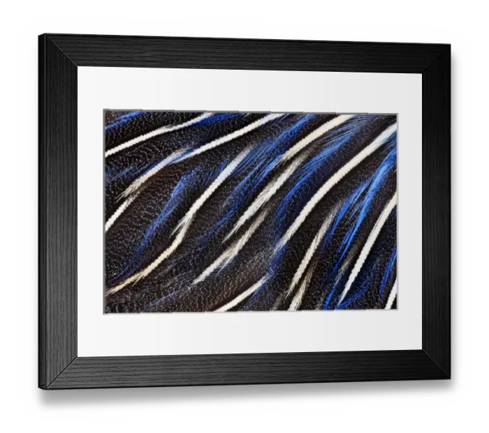 Framed Print : Vulturine Guineafowl breast feathers Framed Print : Vulturine Guineafowl breast feathers