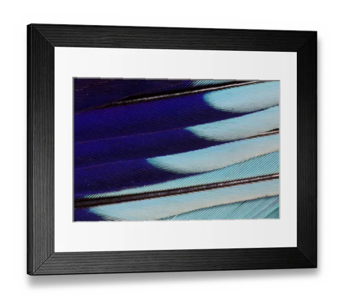 Framed Print : Lilac Breasted Roller feathers pattern Framed Print : Lilac Breasted Roller feathers pattern