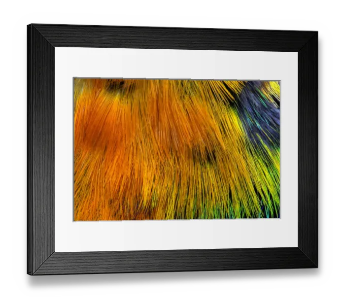 Framed Print : Colorful breast feather pattern