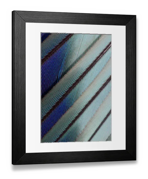 Framed Print : Lilac Breasted Roller feathers pattern Framed Print : Lilac Breasted Roller feathers pattern