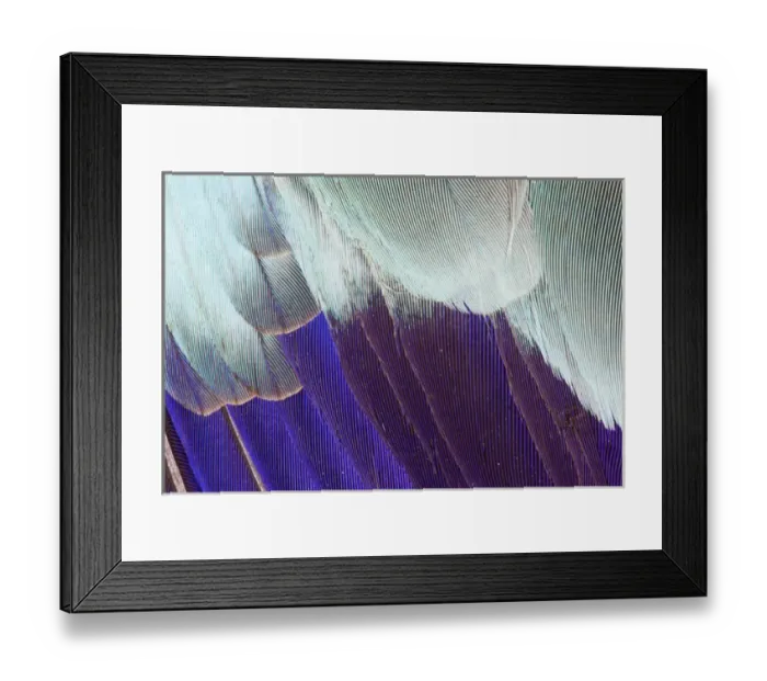 Framed Print : Lilac Breasted Roller feathers pattern Framed Print : Lilac Breasted Roller feathers pattern