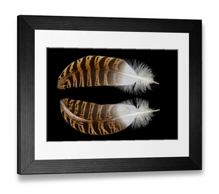 Framed Print : Kori Bustard Feathers black background and reflection