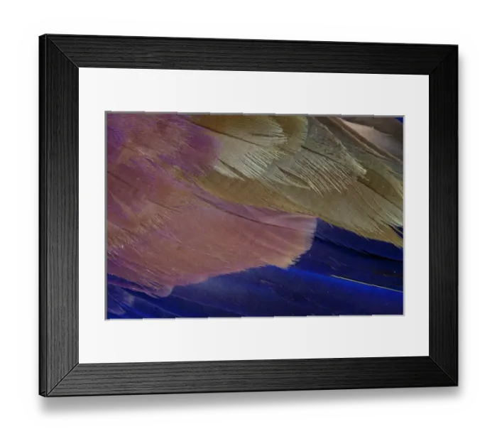 Framed Print : Lilac Breasted Roller feathers pattern Framed Print : Lilac Breasted Roller feathers pattern