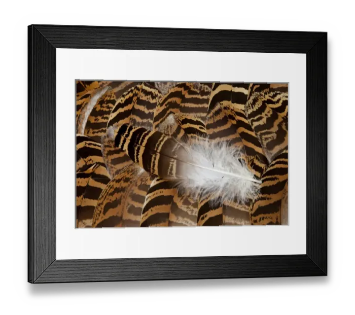 Framed Print : Kori Bustard Feathers Framed Print : Kori Bustard Feathers