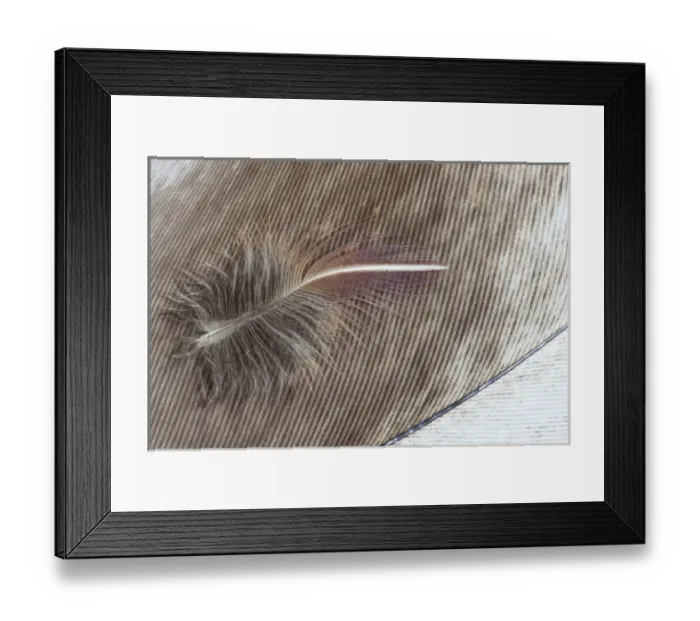 Framed Print : Egyptian Goose Feather and Breast feather of Lilac Breasted Roller