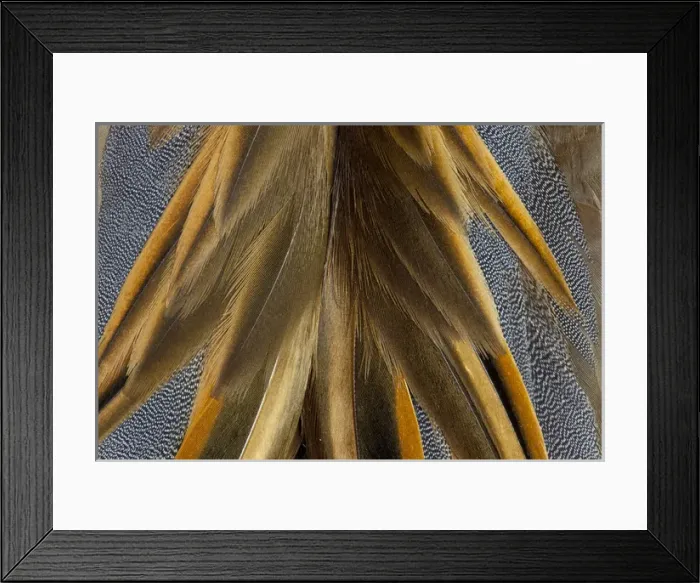 Framed Print : Baikal Teal Duck Back and Wing Detail