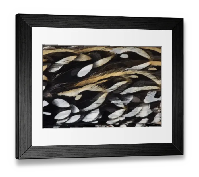 Framed Print : Koklass Pheasant feathers Framed Print : Koklass Pheasant feathers