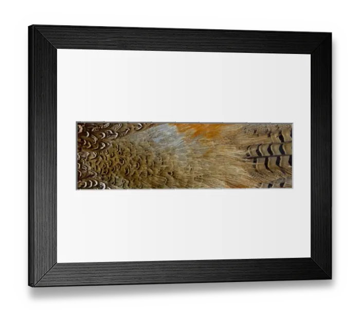 Framed Print : Variations on feather colors of the Ring-necked Pheasant Framed Print : Variations on feather colors of the Ring-necked Pheasant