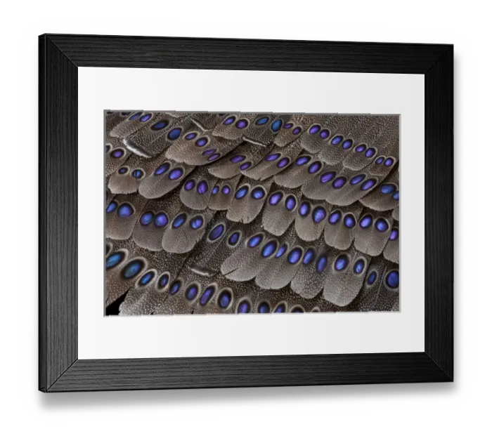 Framed Print : Grey Peacock Tail Feathers Framed Print : Grey Peacock Tail Feathers