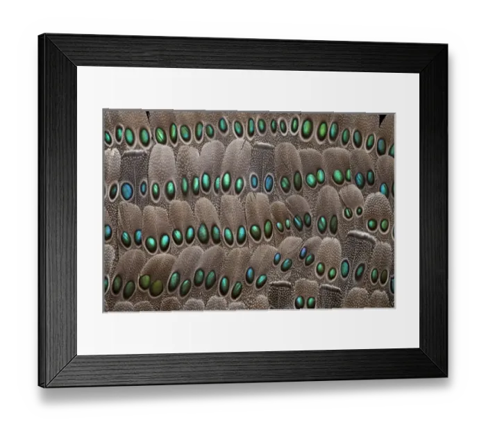 Framed Print : grey peacock tail feathers Framed Print : grey peacock tail feathers
