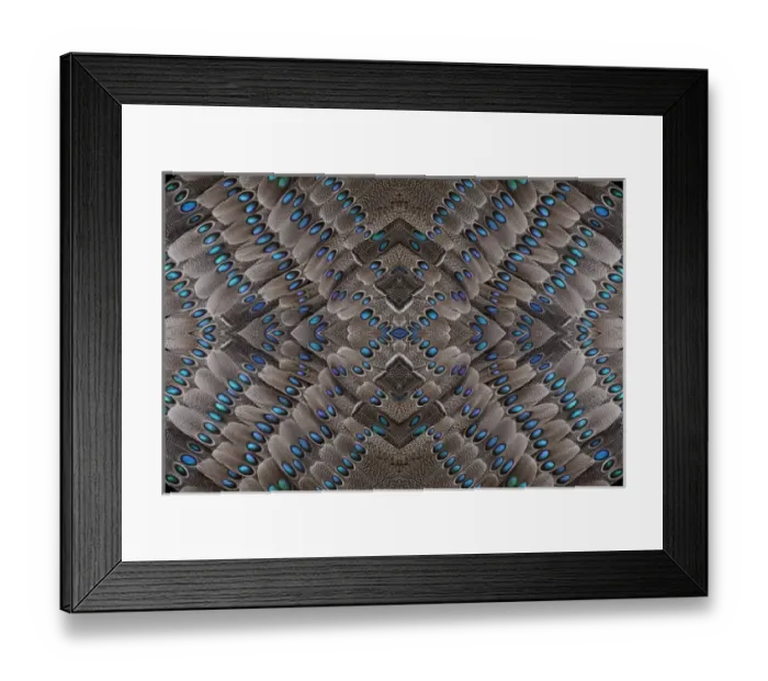 Framed Print : Grey Peacock Tail Feathers design Framed Print : Grey Peacock Tail Feathers design