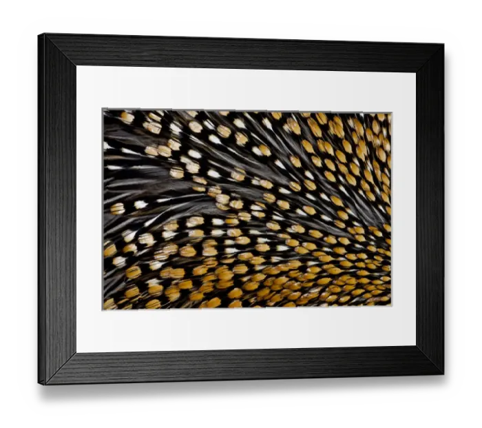 Framed Print : Jungle Cock feathers Framed Print : Jungle Cock feathers