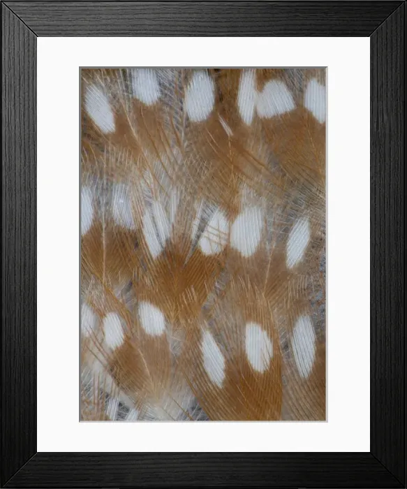Framed Print : Zebra Finch feathers of a Fawn mutation in coloration