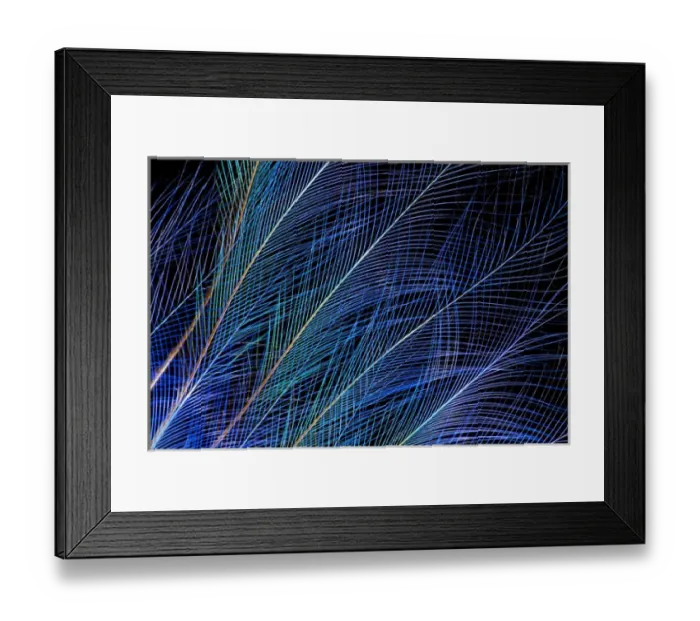 Framed Print : Blue Bird of Paradise top knot feathers Framed Print : Blue Bird of Paradise top knot feathers