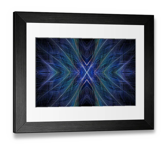 Framed Print : Blue Bird of Paradise top knot feathers Framed Print : Blue Bird of Paradise top knot feathers