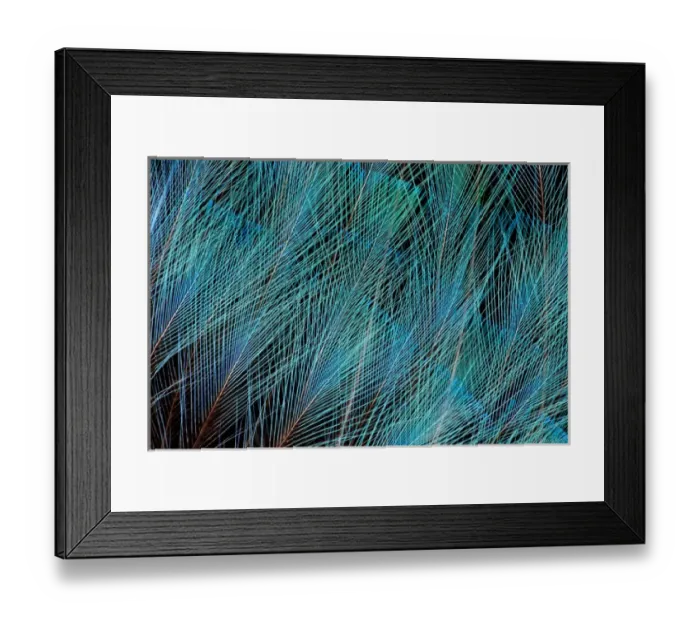 Framed Print : Blue Bird of Paradise feathers Framed Print : Blue Bird of Paradise feathers