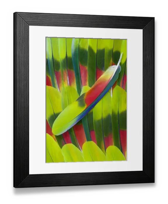 Framed Print : Amazon Parrot tail feather design Framed Print : Amazon Parrot tail feather design