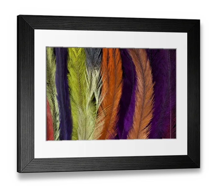 Framed Print : Colored Rhea Feathers Framed Print : Colored Rhea Feathers