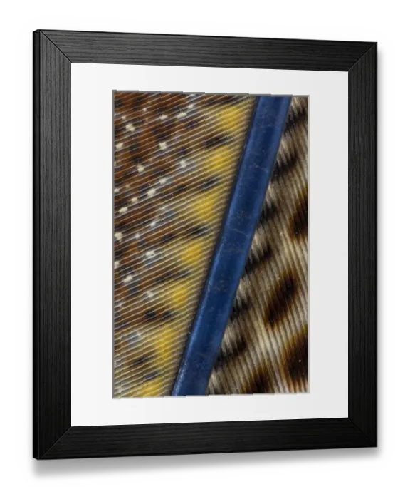 Framed Print : Argus Pheasant Wing Feather design with patterns with spots Framed Print : Argus Pheasant Wing Feather design with patterns with spots