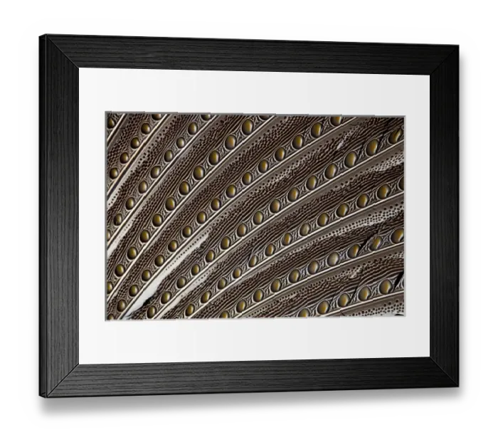 Framed Print : Argus Pheasant Wing Feather design with patterns with spots