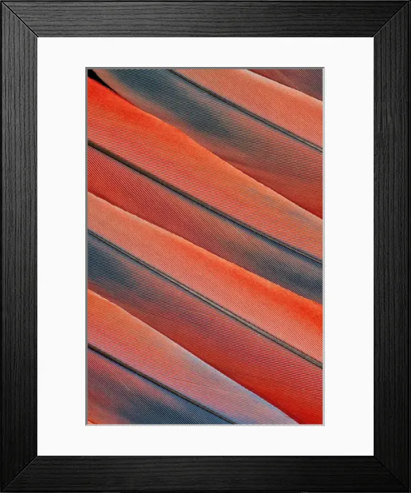 Framed Print : Tail Feather Pattern Scarlet Macaw