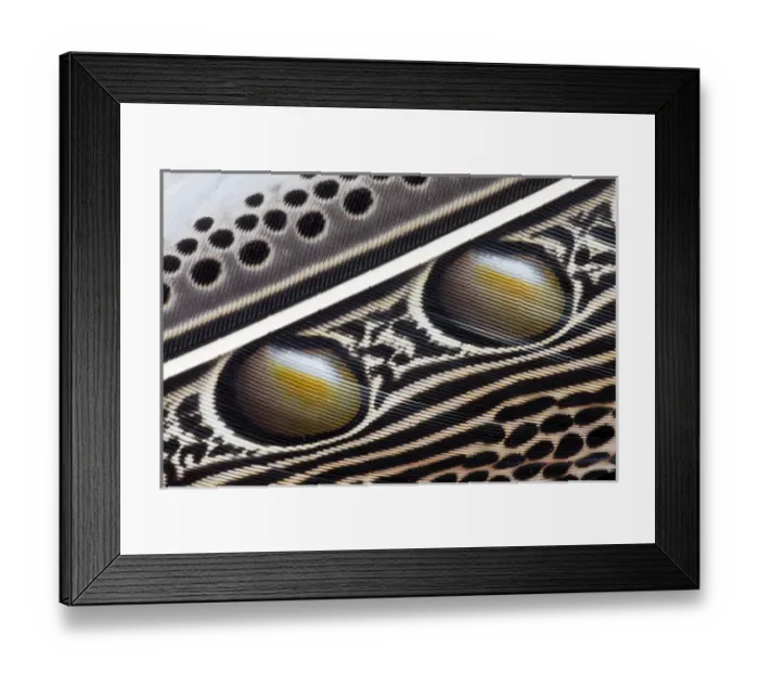 Framed Print : Argus Pheasant Wing Feather design with patterns with spots Framed Print : Argus Pheasant Wing Feather design with patterns with spots