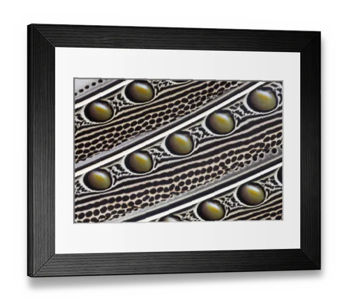 Framed Print : Argus Pheasant Wing Feather design with patterns with spots Framed Print : Argus Pheasant Wing Feather design with patterns with spots