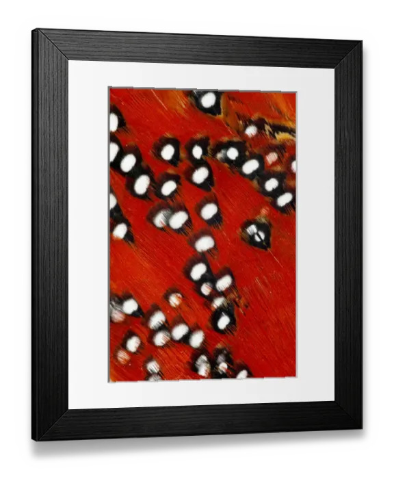 Framed Print : Tragopan feathers and spots of white Framed Print : Tragopan feathers and spots of white