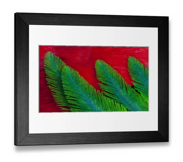 Framed Print : Breast and Wing Feather design of the Resplendent Quetzal Framed Print : Breast and Wing Feather design of the Resplendent Quetzal