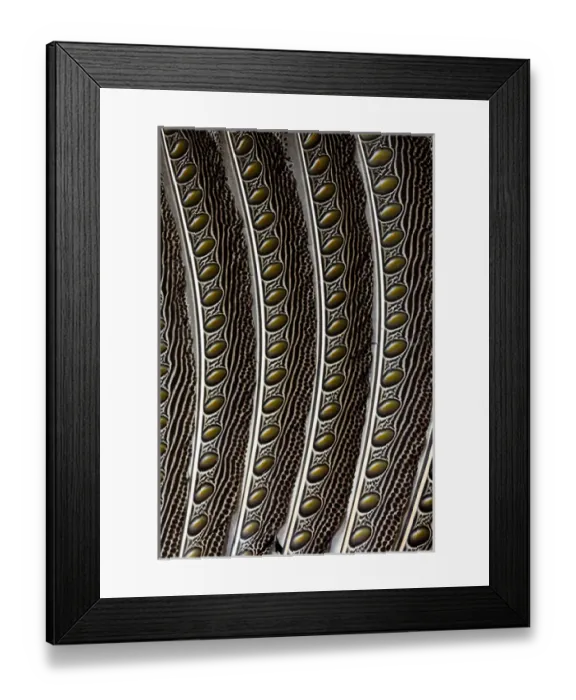 Framed Print : Argus Pheasant Wing Feather design with patterns with spots Framed Print : Argus Pheasant Wing Feather design with patterns with spots