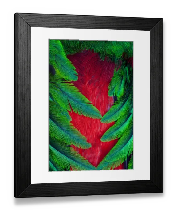 Framed Print : Breast and Wing Feather design of the Resplendent Quetzal