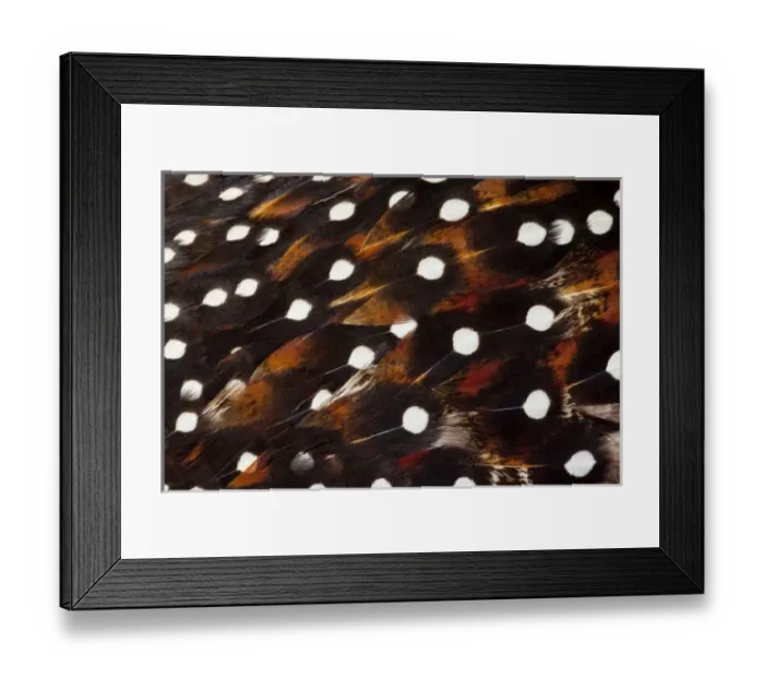 Framed Print : Western Tragopan feather design and pattern Framed Print : Western Tragopan feather design and pattern