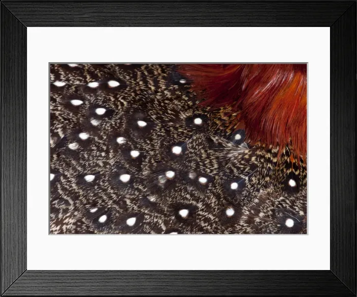 Framed Print : Western Tragopan feather design and pattern Framed Print : Western Tragopan feather design and pattern