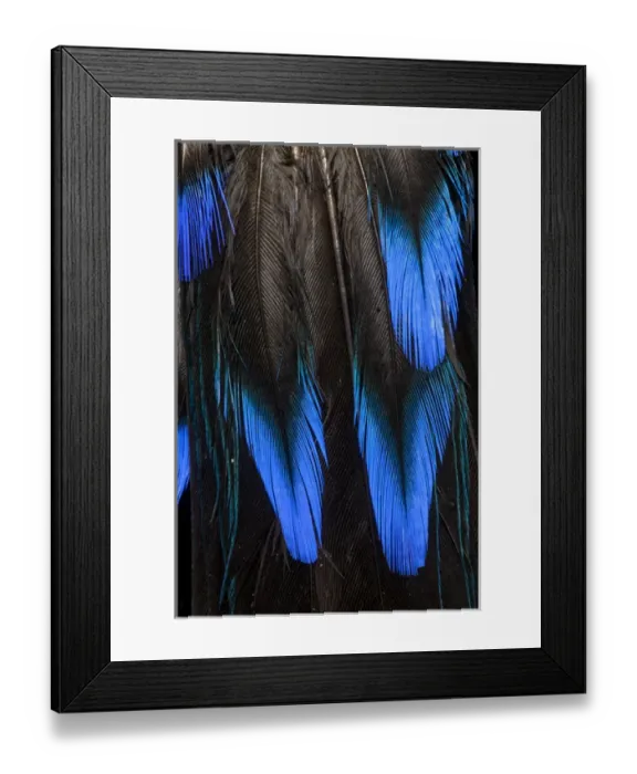Framed Print : Feather pattern in black and blue Framed Print : Feather pattern in black and blue