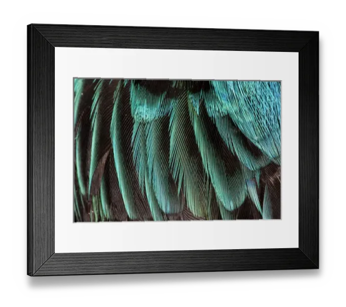 Framed Print : Feather pattern Framed Print : Feather pattern