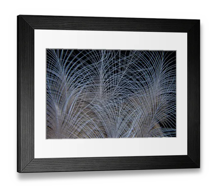Framed Print : Crown feathers of the Crowned Pigeon Framed Print : Crown feathers of the Crowned Pigeon