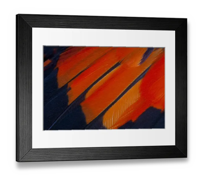 Framed Print : Fanned out Wing Feathers in Red, Orange and Black
