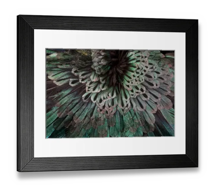 Framed Print : Suberb Bird of Paradise
