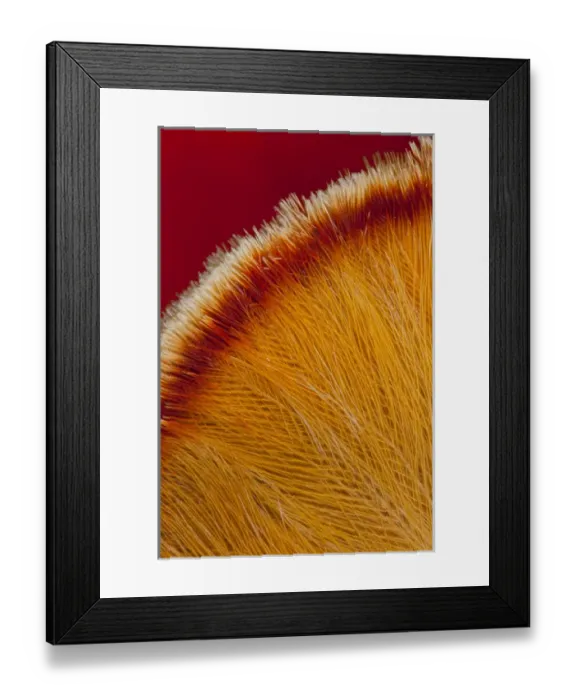 Framed Print : Cock-of-the-Rock feathers on top of head Framed Print : Cock-of-the-Rock feathers on top of head