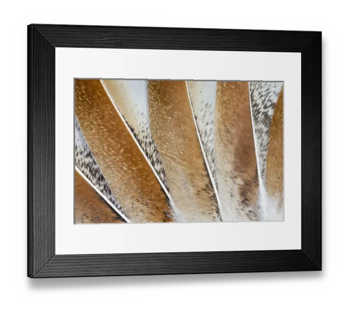Framed Print : Turkey Wing feathers fanned out Framed Print : Turkey Wing feathers fanned out