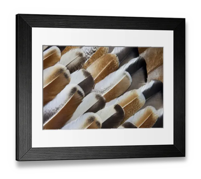 Framed Print : Turkey Wing feathers fanned out
