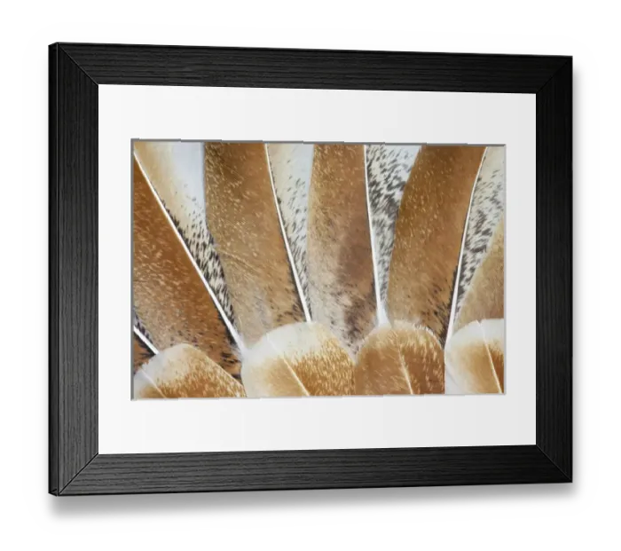 Framed Print : Turkey Wing feathers fanned out Framed Print : Turkey Wing feathers fanned out