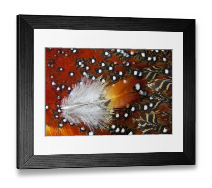 Framed Print : Tragopan feathers Framed Print : Tragopan feathers
