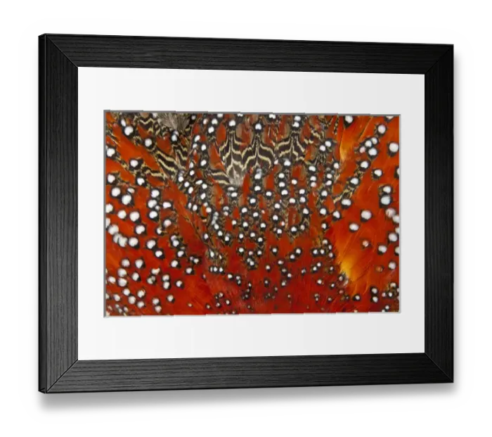 Framed Print : Tragopan feathers Framed Print : Tragopan feathers