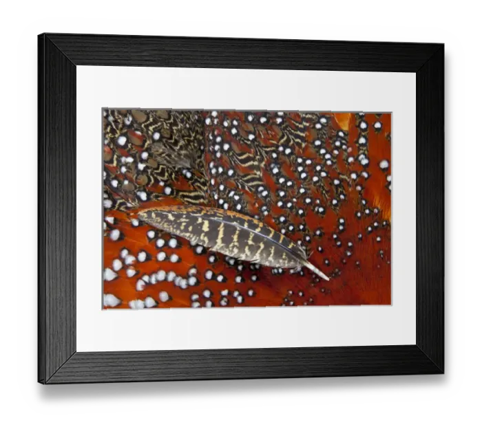 Framed Print : Tragopan feathers Framed Print : Tragopan feathers