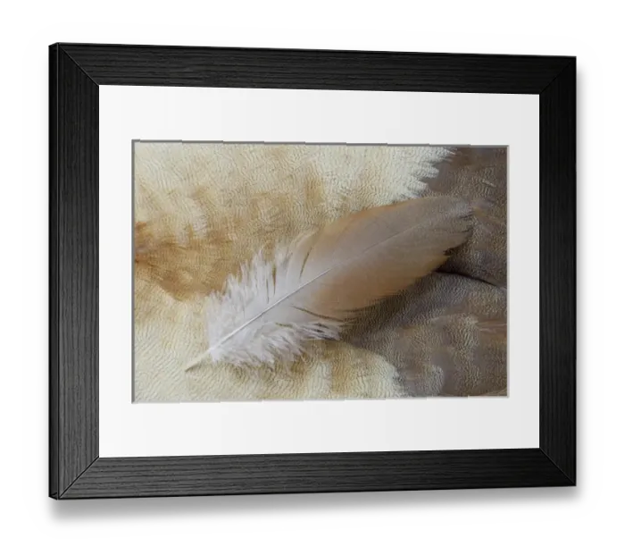 Framed Print : Feather lying on Egyptian Goose Breast Feathers